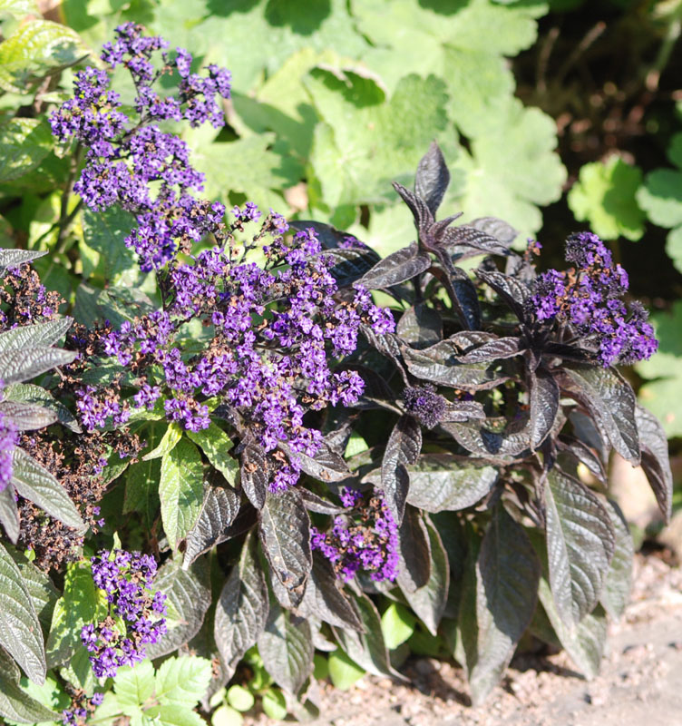 Image of Heliotropium arborescens specimen.
