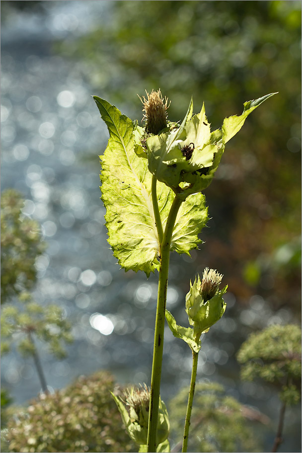 Изображение особи Cirsium oleraceum.