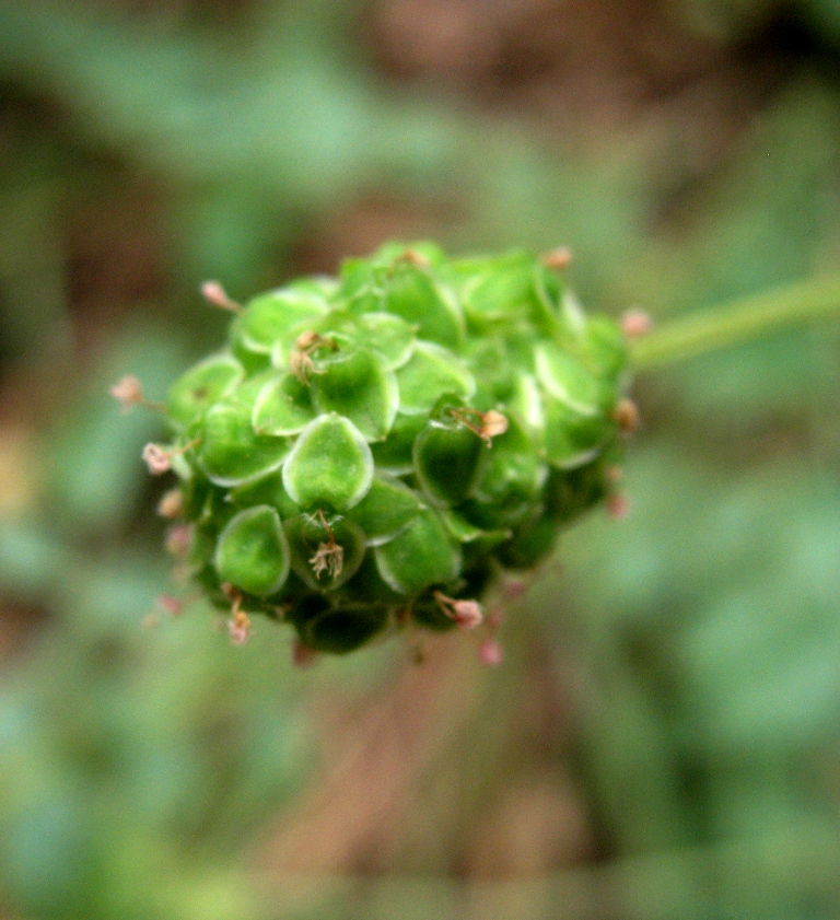 Image of genus Poterium specimen.