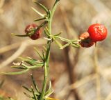 Asparagus verticillatus