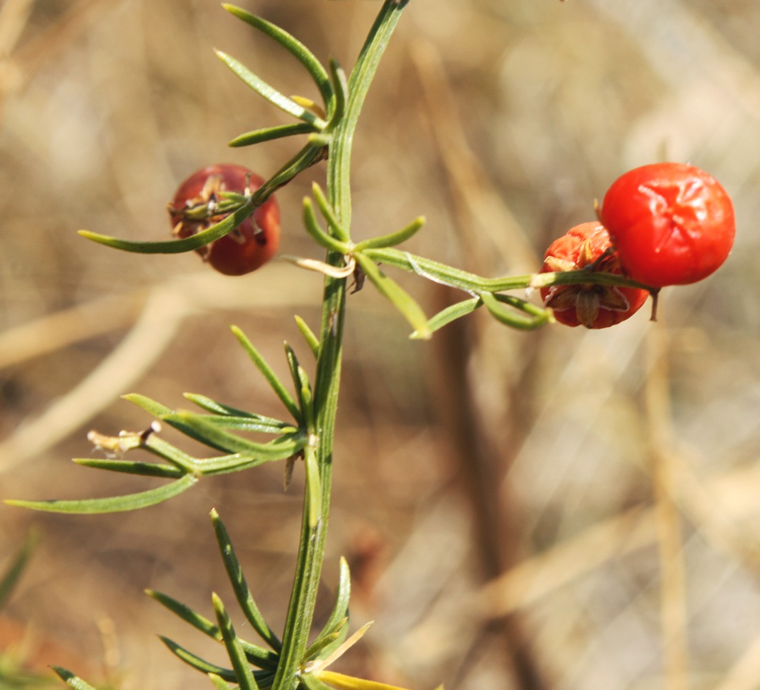 Изображение особи Asparagus verticillatus.