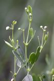 Zygophyllum fabago ssp. orientale