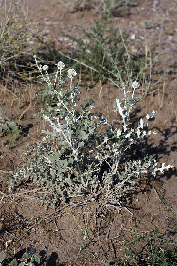 Изображение особи Echinops albicaulis.