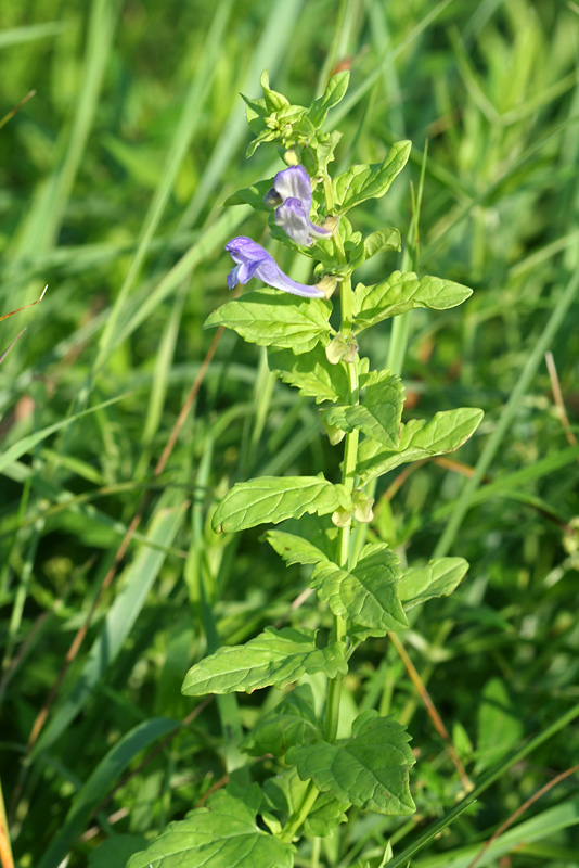 Image of Scutellaria dubia specimen.