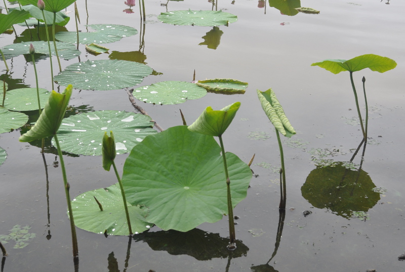 Изображение особи Nelumbo komarovii.