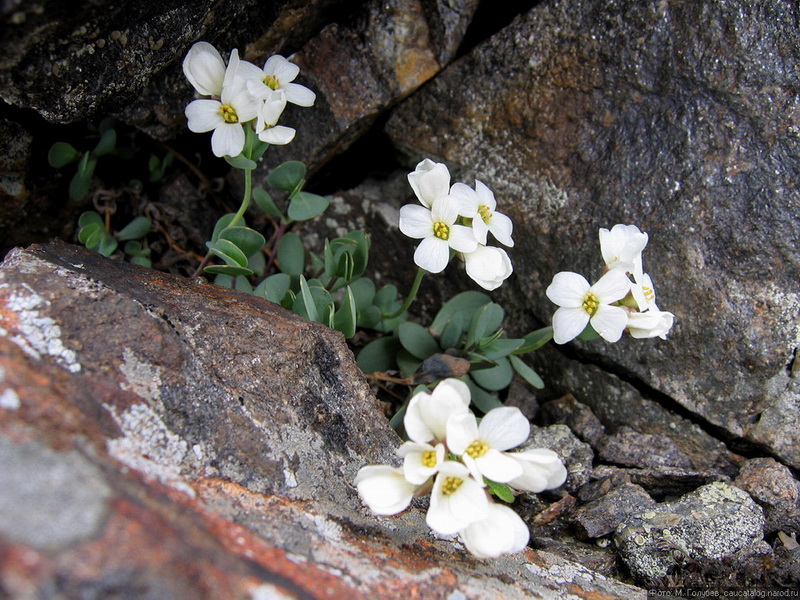 Image of Eunomia rotundifolia specimen.