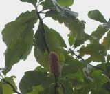 Magnolia tripetala. Плод. Нидерланды, г. Venlo, \"Floriada 2012\". 11.09.2012.