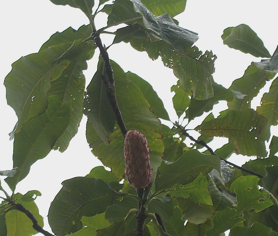 Image of Magnolia tripetala specimen.