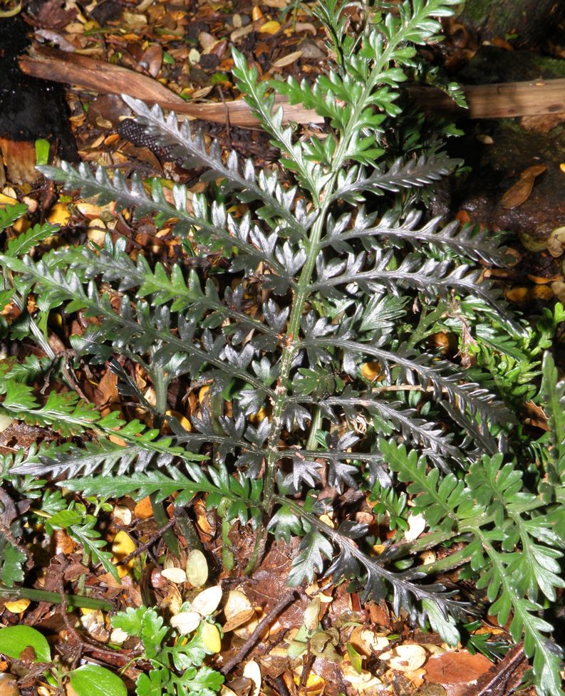 Image of Todea barbara specimen.