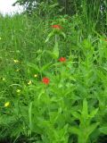 Lychnis chalcedonica