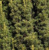 Taxus baccata. Побеги в средней части кроны ('Fastigiata Robusta'). Германия, г. Кемпен, в частном саду. 19.10.2012.