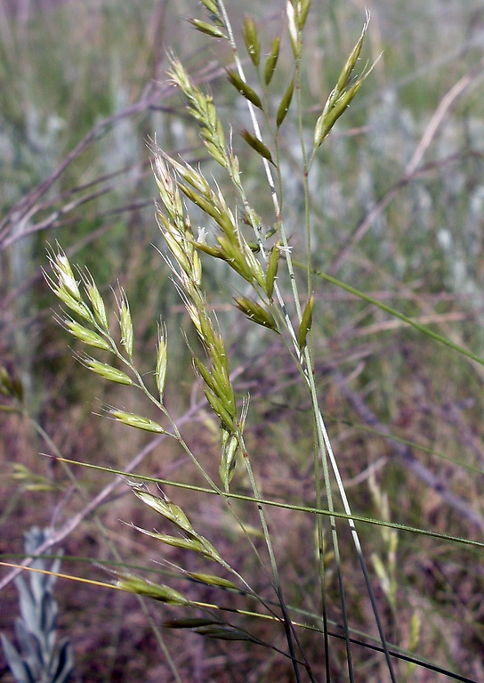 Изображение особи род Festuca.