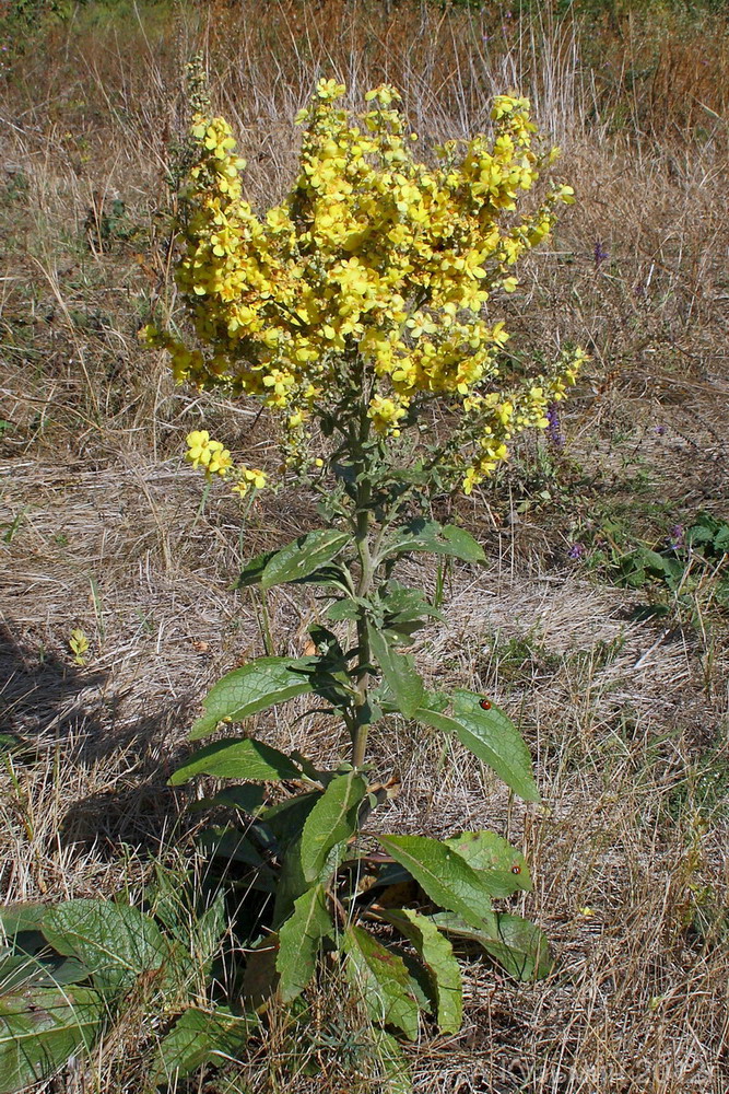 Image of Verbascum lychnitis specimen.