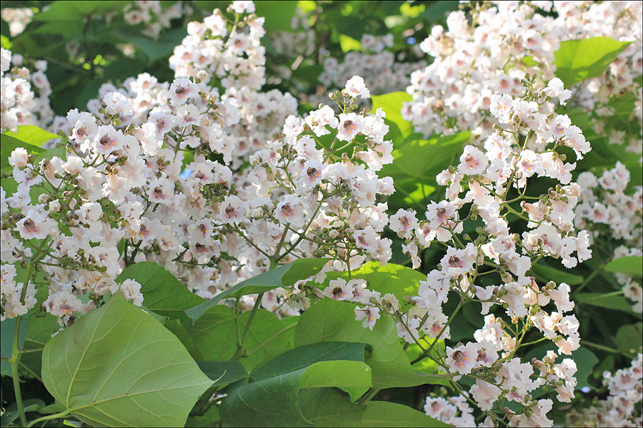 Image of Catalpa ovata specimen.