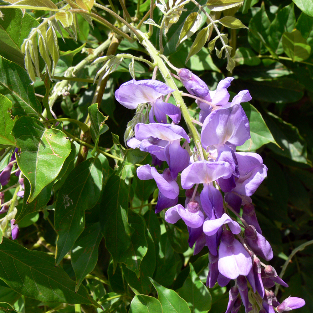 Image of Wisteria sinensis specimen.