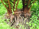 Dryopteris crassirhizoma