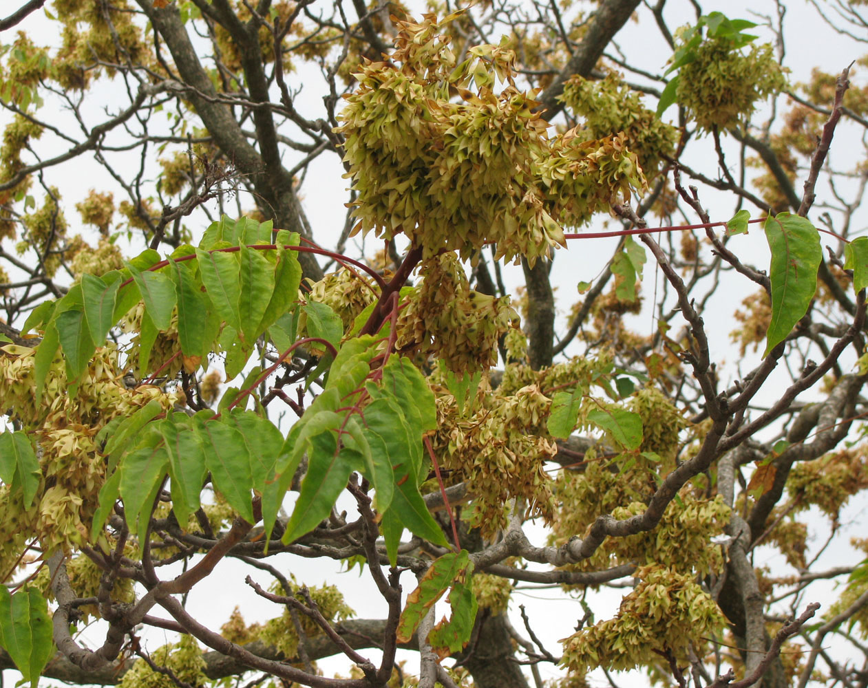 Image of Ailanthus altissima specimen.