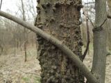 Image of taxon representative. Author is Владимир Иноземцев