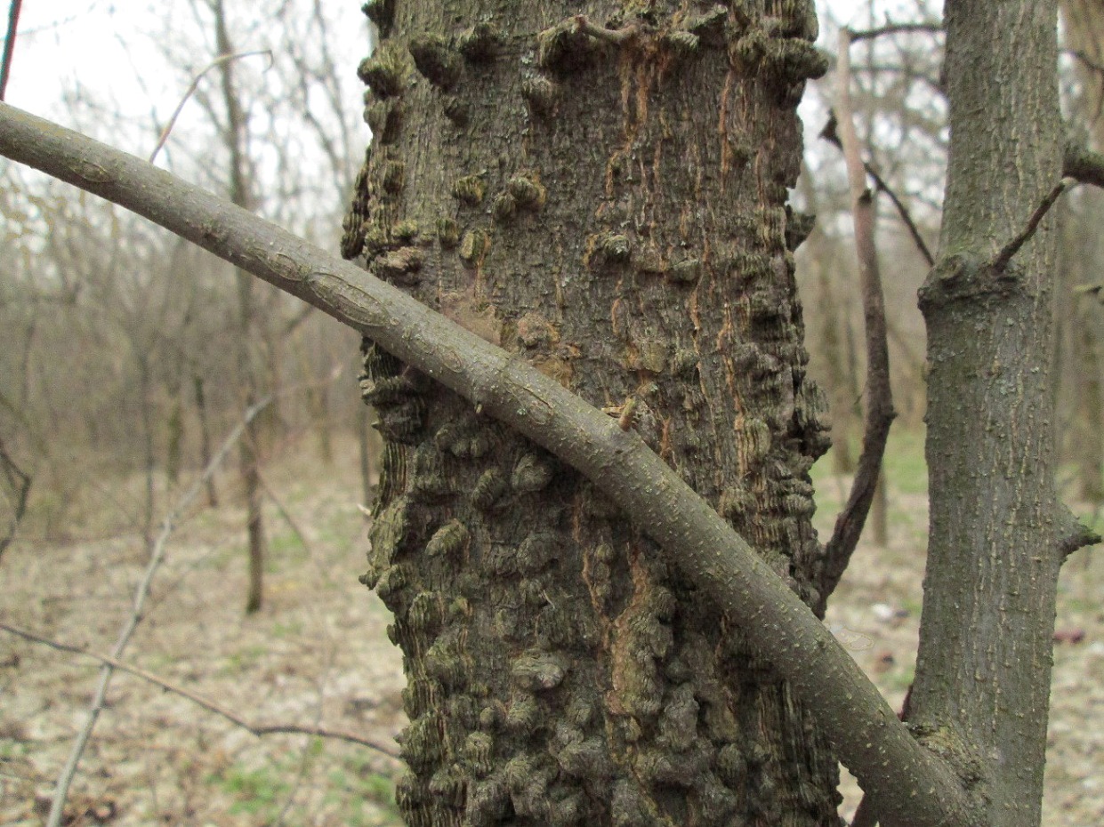 Image of Celtis australis specimen.