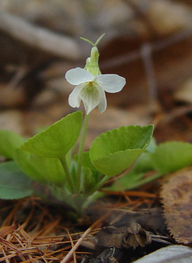 Изображение особи Viola alexandrowiana.