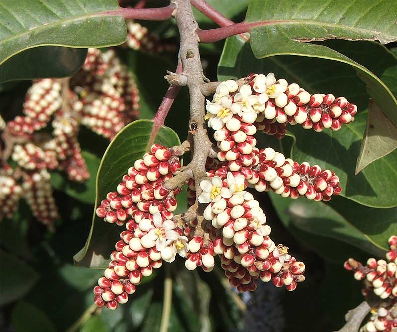 Изображение особи Rhus ovata.