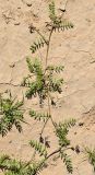 Astragalus asterias
