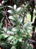 Buxus colchica. Ветка. Ставропольский край, г. Кисловодск, территория санатория им. Горького. 12.04.2013.