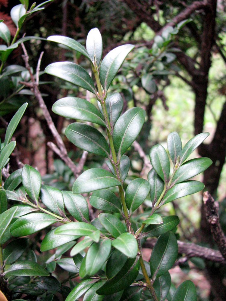 Image of Buxus colchica specimen.
