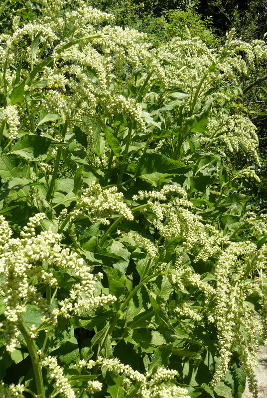 Image of Beta trigyna specimen.