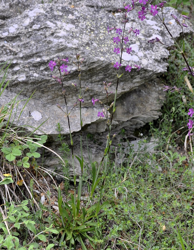 Изображение особи Viscaria atropurpurea.