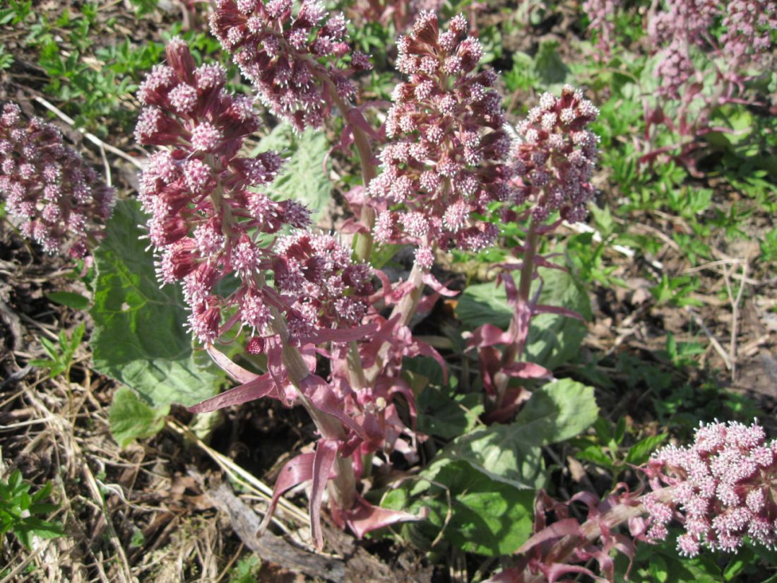 Image of Petasites hybridus specimen.