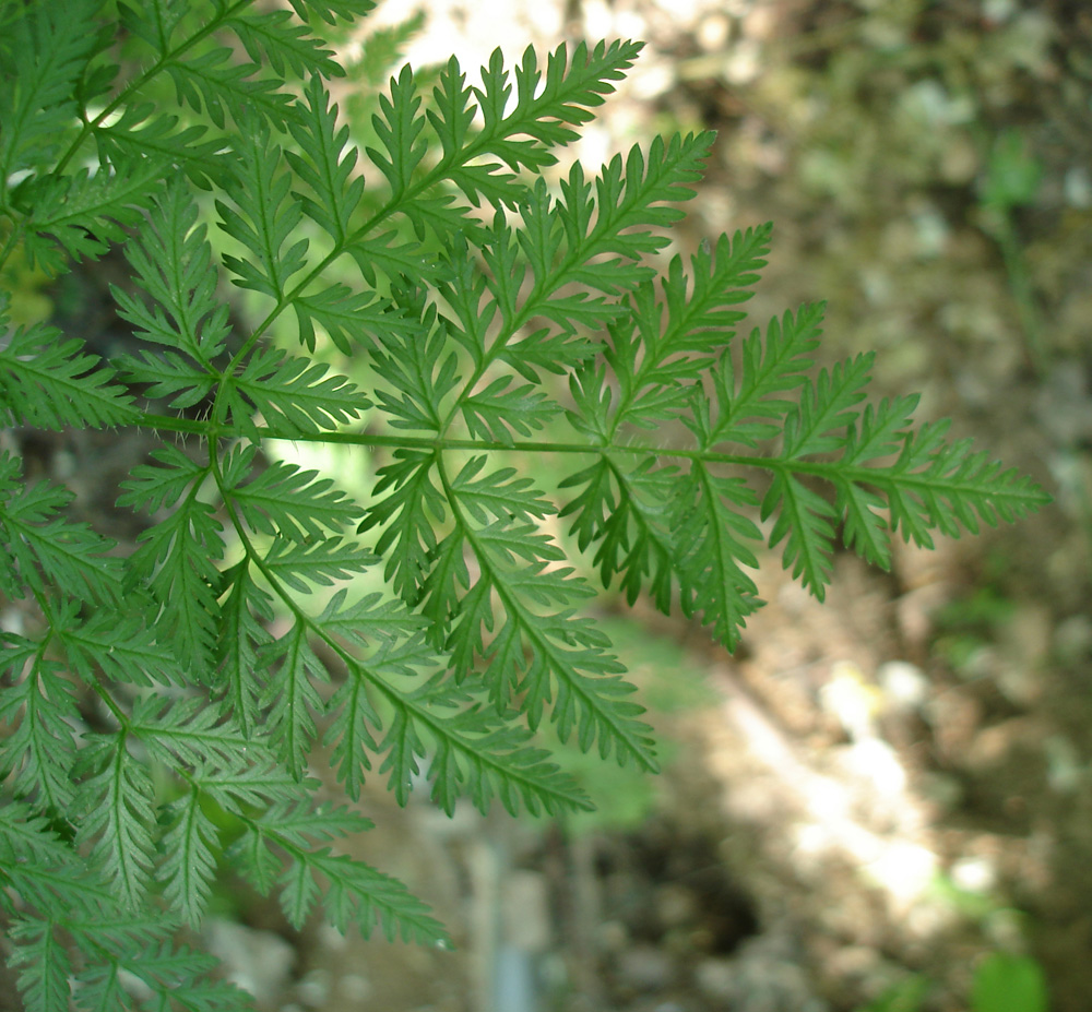 Изображение особи Chaerophyllum bulbosum.