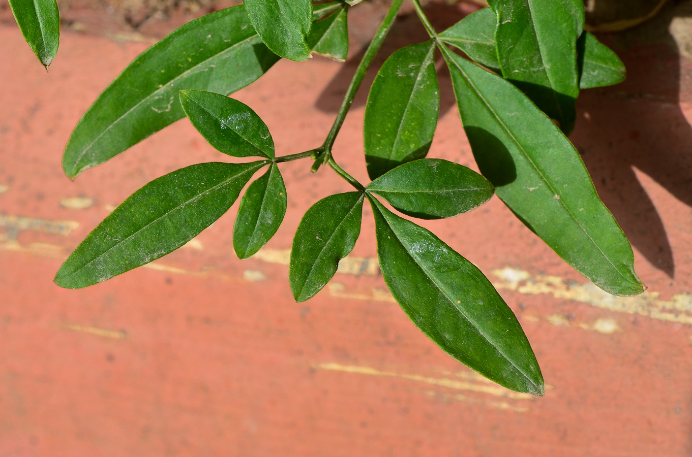 Изображение особи Jasminum fruticans.