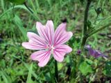 Malva sylvestris