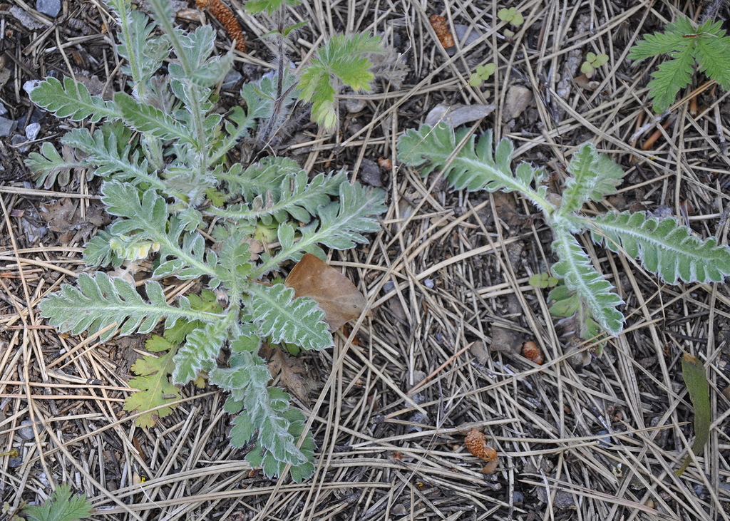 Image of Achillea holosericea specimen.