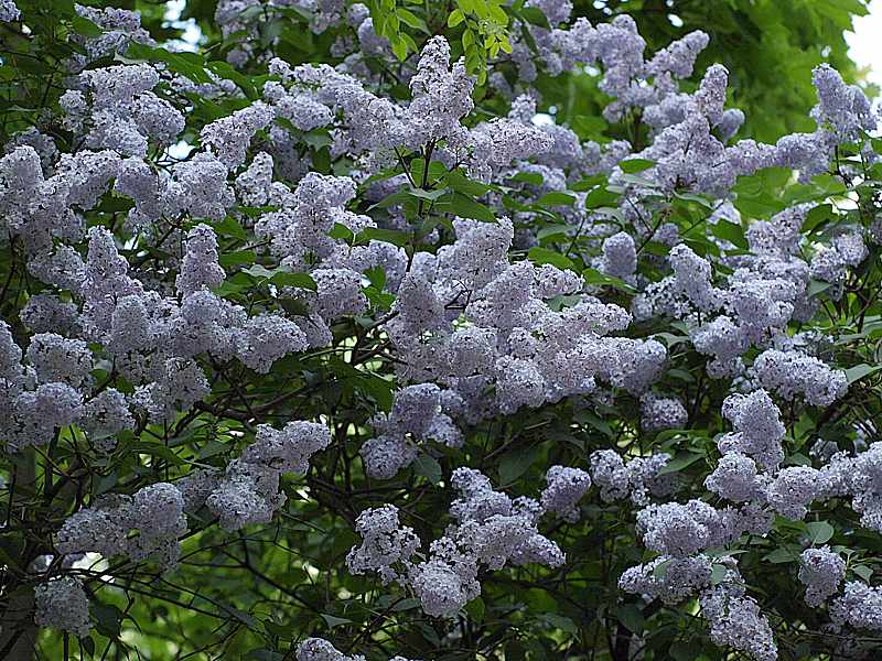 Изображение особи Syringa vulgaris.