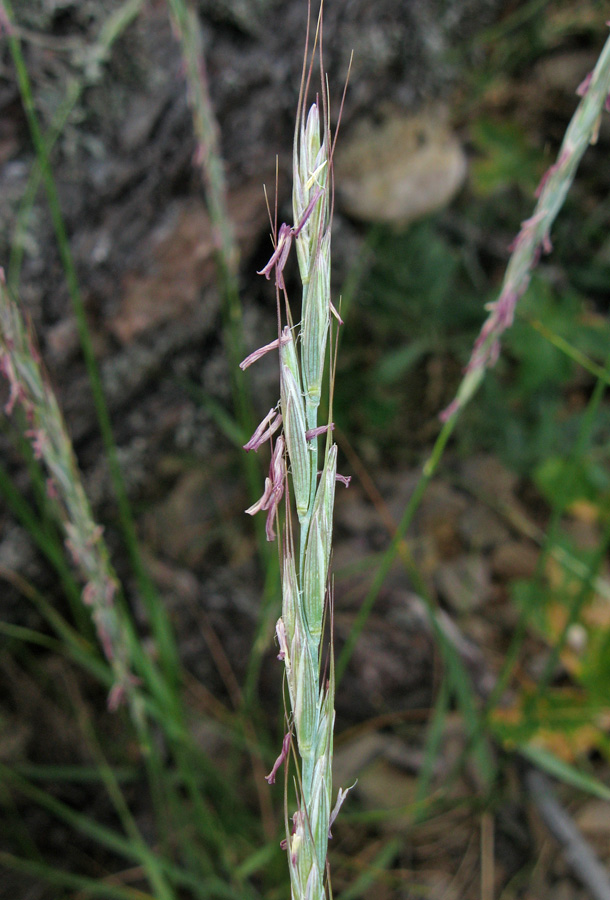 Изображение особи Elytrigia strigosa.