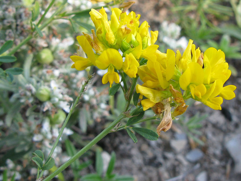 Изображение особи Medicago falcata.