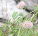 Trifolium arvense