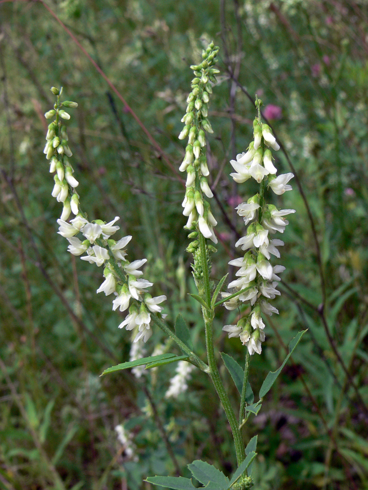 Изображение особи Melilotus albus.