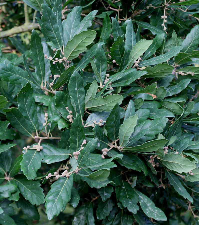Image of Quercus × hispanica specimen.