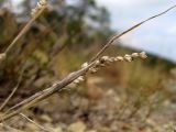 Brizochloa humilis. Верхушка усыхающего побега с соплодием. Краснодарский край, г. Новороссийск, ур. Широкая Балка, прибрежная гора, можжевеловое редколесье. 25.08.2013.