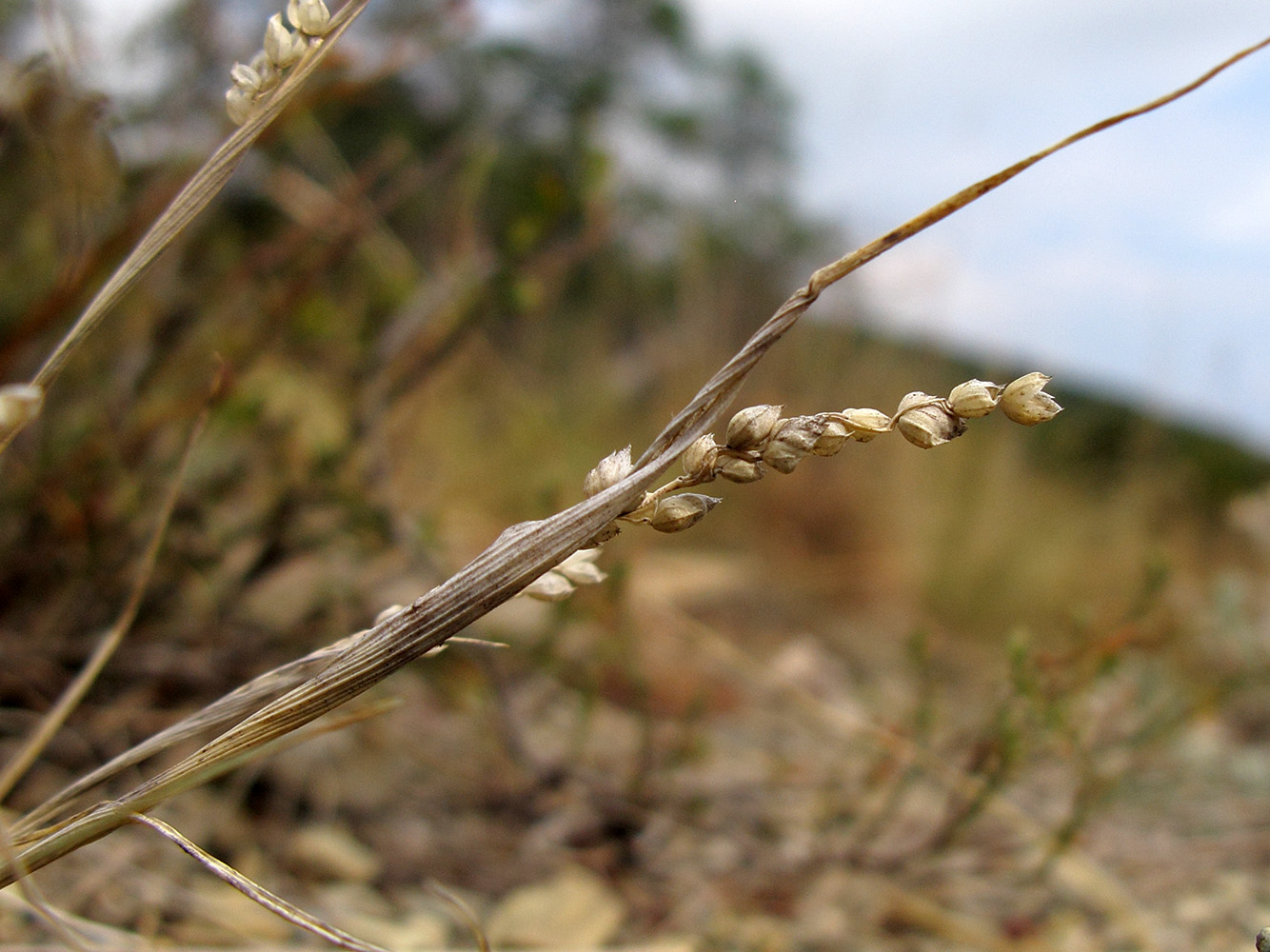 Изображение особи Brizochloa humilis.