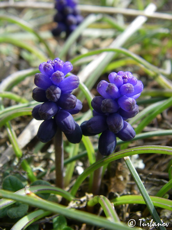 Image of Muscari neglectum specimen.