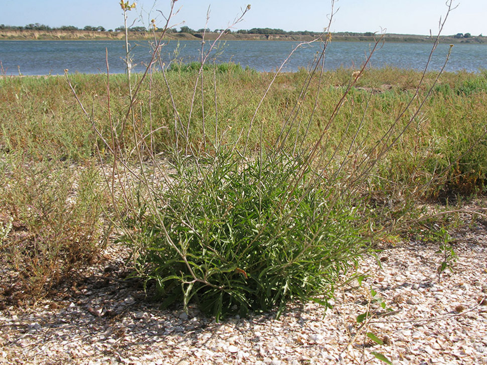 Image of Diplotaxis tenuifolia specimen.