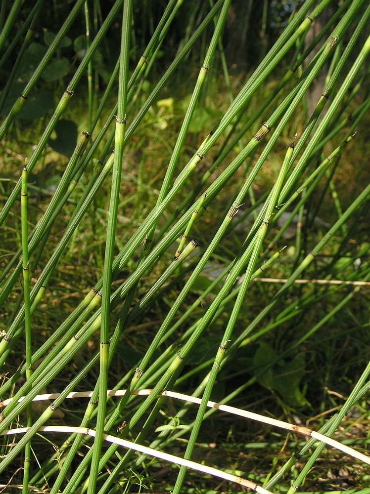 Image of Equisetum &times; moorei specimen.