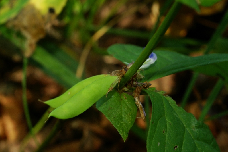 Image of Vicia ohwiana specimen.