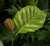 Alnus glutinosa