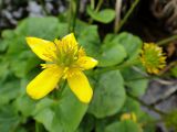 Caltha palustris