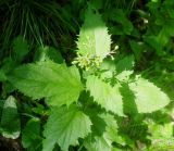 Scrophularia nodosa